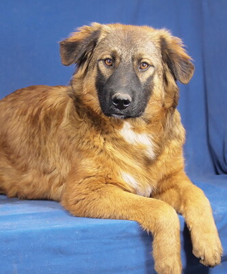 CHINO - R E S E R V I E R T !!!!! sehr freundlich und zugänglich, neugierig, verschmust, gelehrig, lebhaft, katzenverträglich, Mischling - Rüde