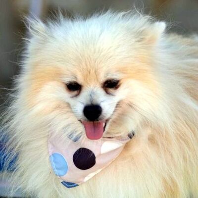 CHIQUITO - Linares, Pomeranian oder Zwergpitz - kastriert - Rüde