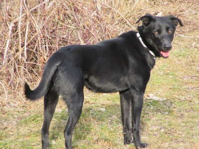 CHUCKIE - sehr lieb und freundlich, bewegungsfreudig, neugierig, fröhlich, anhänglich, katzenverträglich, Mischling (Video auf HP) - Betreuungsplatz Steiermark - Rüde