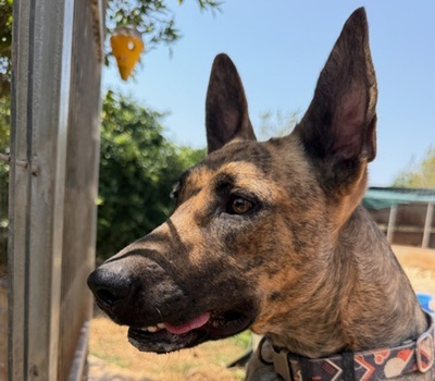 CIGONA, Malinois-Mischling - Hündin