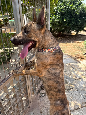 CIGONA, Malinois-Mischling - Hündin