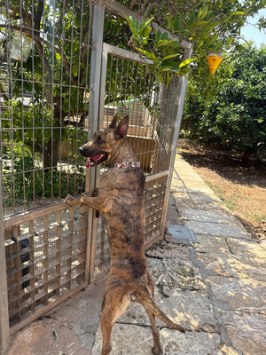 CIGONA, Malinois-Mischling - Hündin