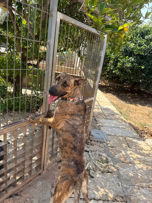 CIGONA, Malinois-Mischling - Hündin