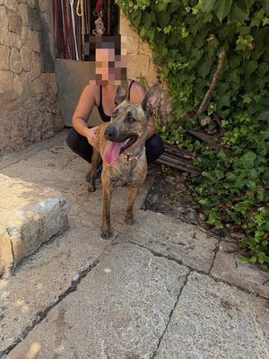 CIGONA, Malinois-Mischling - Hündin