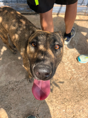 CIGONA, Malinois-Mischling - Hündin
