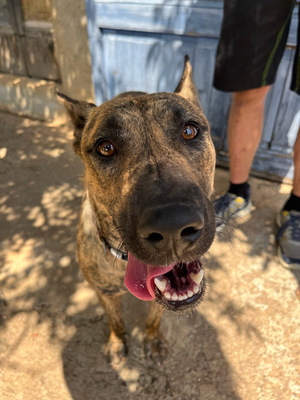 CIGONA, Malinois-Mischling - Hündin