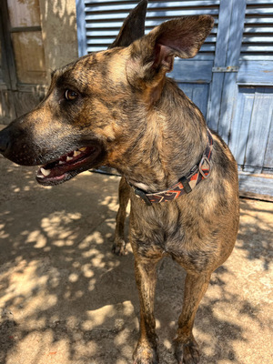 CIGONA, Malinois-Mischling - Hündin