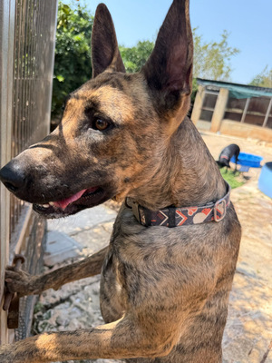 CIGONA, Malinois-Mischling - Hündin