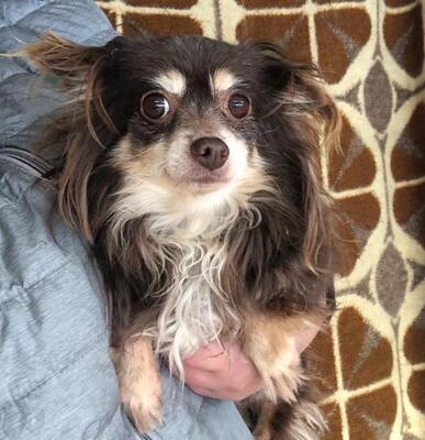 CINDY 18, Chihuahuamischling - Hündin