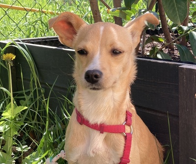 CINDY, Mischling - Hündin