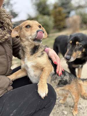 CIPRUS - freut sich über Streicheleinheiten, Dackel-Mischling - Hündin