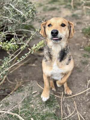 CIPRUS - freut sich über Streicheleinheiten, Dackel-Mischling - Hündin