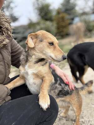 CIPRUS - freut sich über Streicheleinheiten, Dackel-Mischling - Hündin
