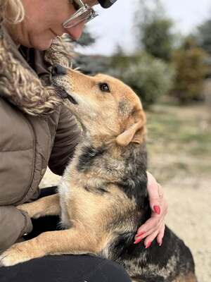 CIPRUS - freut sich über Streicheleinheiten, Dackelmischling - Hündin