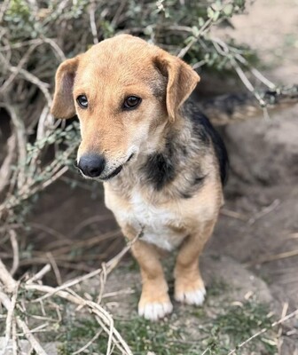 CIPRUS - freut sich über Streicheleinheiten, Dackelmischling - Hündin