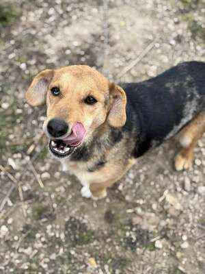 CIPRUS - freut sich über Streicheleinheiten, Dackelmischling - Hündin
