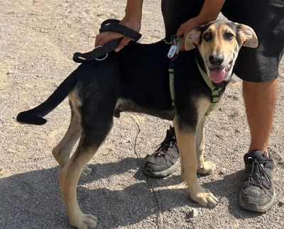 CIRO, Schäferhund Mischling Welpen - Rüde 1