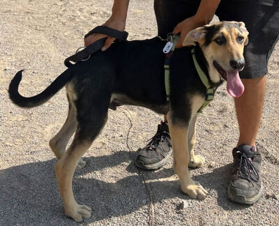 CIRO, Schäferhund Mischling Welpen - Rüde