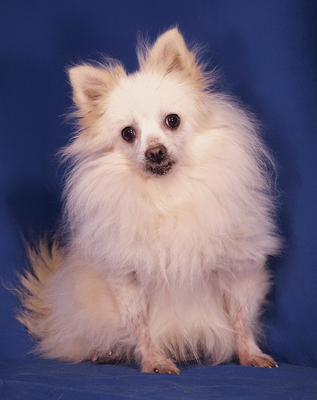 CISSY - absolut freundlich, sensibel, anhänglich, gelehrig, interessiert, katzenverträglich, anfangs ängstlich, Spitz - Hündin