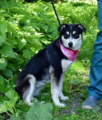 CLEMENTINA, Mischling - Hündin