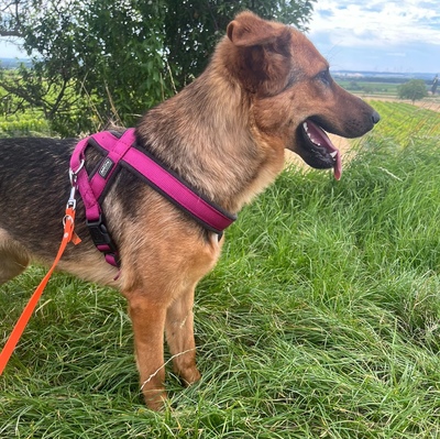 CLEMENTINE, Schäfer-Colliemix - Hündin