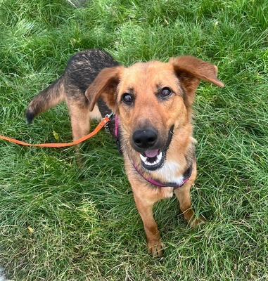 CLEMENTINE, Schäfer-Colliemix - Hündin