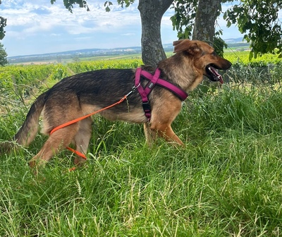 CLEMENTINE, Schäfer-Colliemix - Hündin