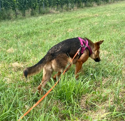 CLEMENTINE, Schäfer-Colliemix - Hündin