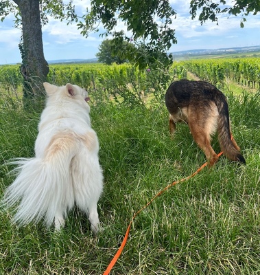 CLEMENTINE, Schäfer-Colliemix - Hündin