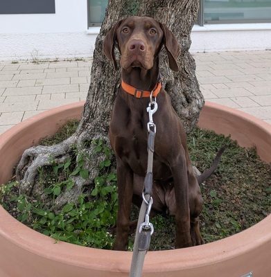 CLEO, Viszla-Dobermann-Mischling - Hündin