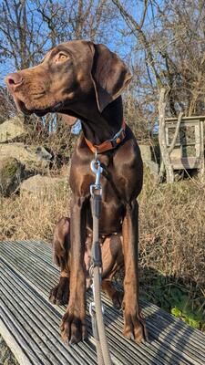 CLEO, Viszla-Dobermann-Mischling - Hündin