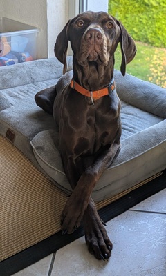 CLEO, Viszla-Dobermann-Mischling - Hündin