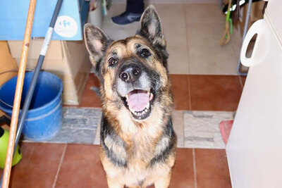 CLEO (W)- blind, sehr liebevoll, Schäferhund - Hündin