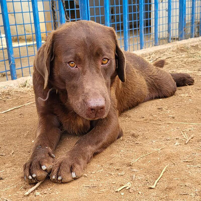 CLYDE, Labrador - Rüde