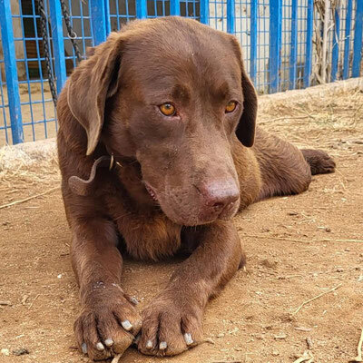 CLYDE, Labrador - Rüde