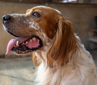 COCO CH53, English Setter - Hündin