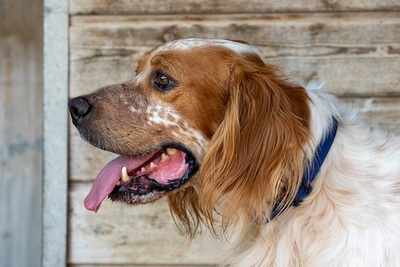 COCO CH53, English Setter - Hündin