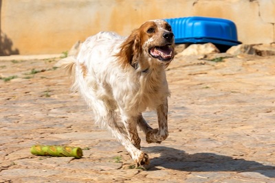 COCO CH53, English Setter - Hündin