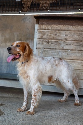 COCO CH53, English Setter - Hündin