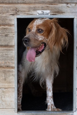 COCO CH53, English Setter - Hündin