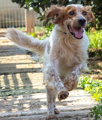 COCO CH53, English Setter - Hündin