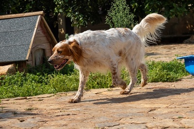 COCO CH53, English Setter - Hündin