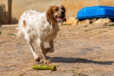 COCO CH53, English Setter - Hündin