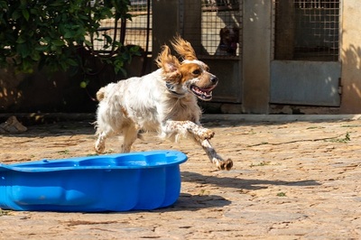 COCO CH53, English Setter - Hündin