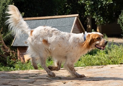 COCO CH53, English Setter - Hündin