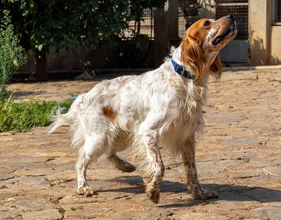 COCO CH53, English Setter - Hündin