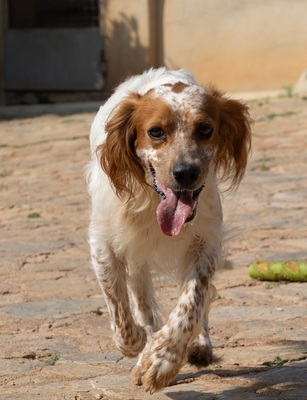 COCO CH53, English Setter - Hündin