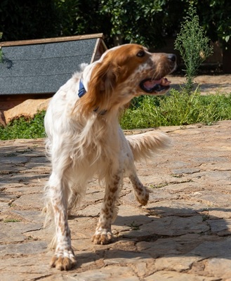 COCO CH53, English Setter - Hündin