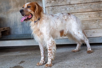 COCO CH53, English Setter - Hündin