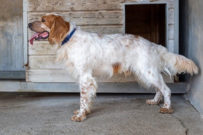 COCO CH53, English Setter - Hündin